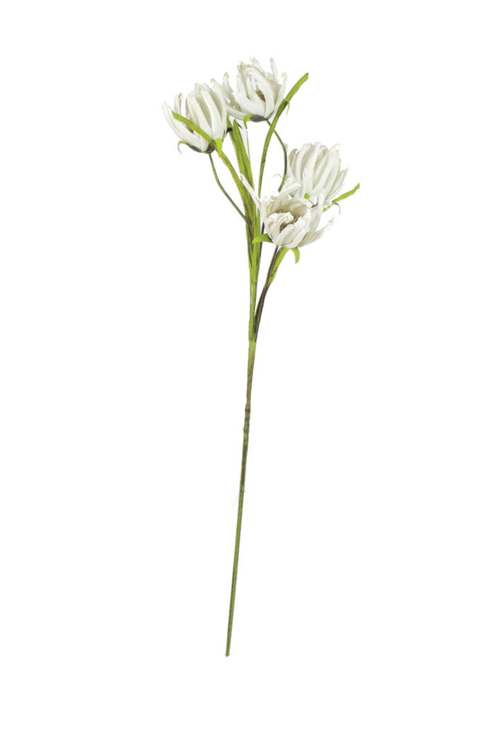 BOTANICA #2247