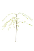 BOTANICA #2385
