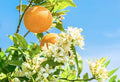 Citrus Blossom & Honey - 1oz Sample