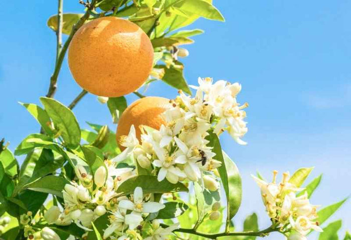 Citrus Blossom & Honey - 1oz Sample
