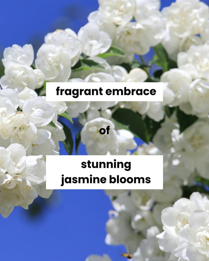 White jasmine blossom cluster
