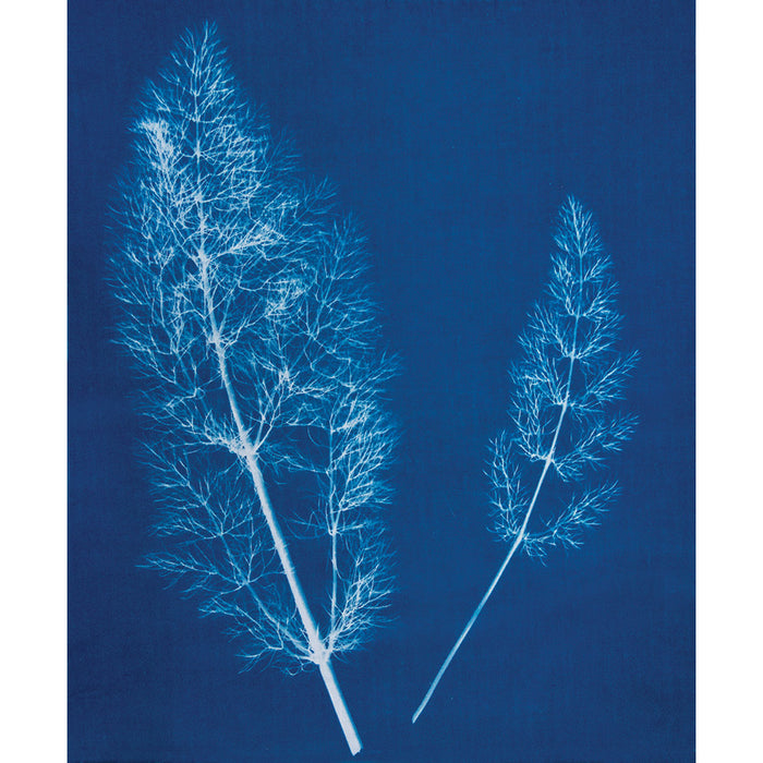 Jacquard Cyanotype Starter Set