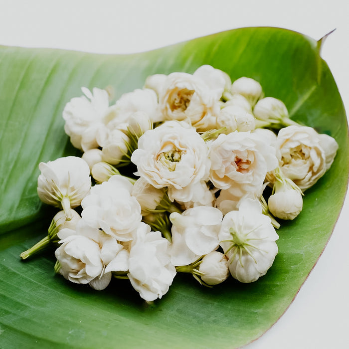 A cluster of white jasmine flowers on a green leaf.
