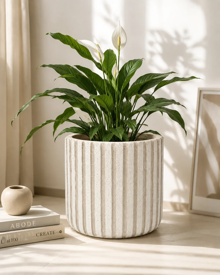 Vertical stripe planter with large green plant, beige cylinder with vertical stripes