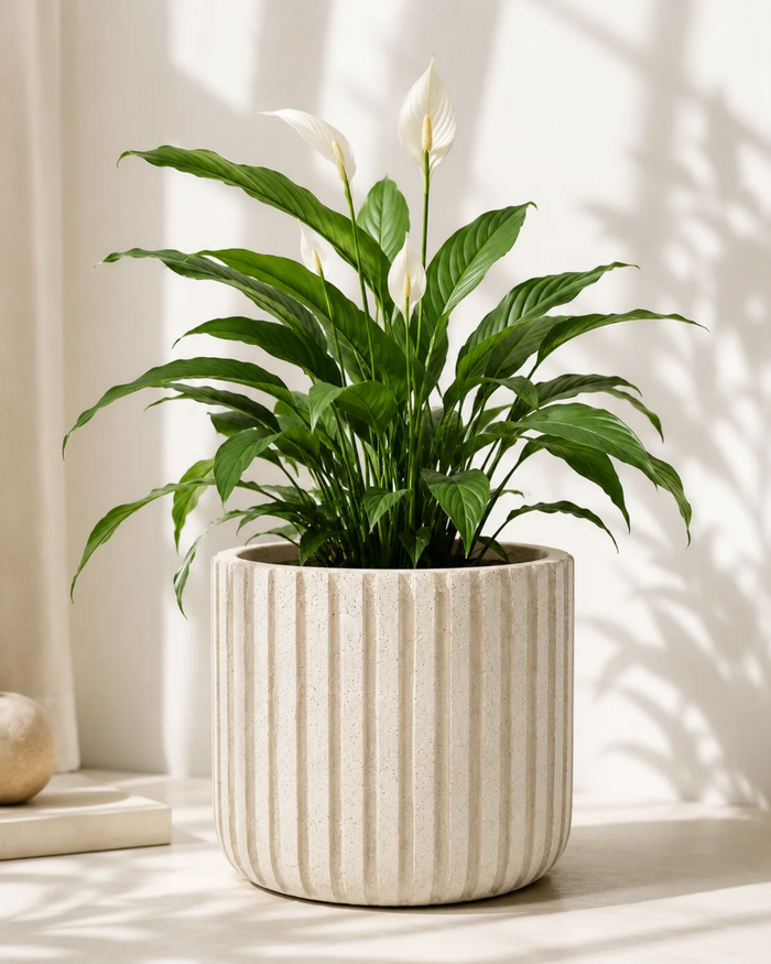 Vertical stripe planter with lush green plant, beige ribbed sides and round top