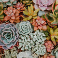 a photo of colorful succulent plants together
