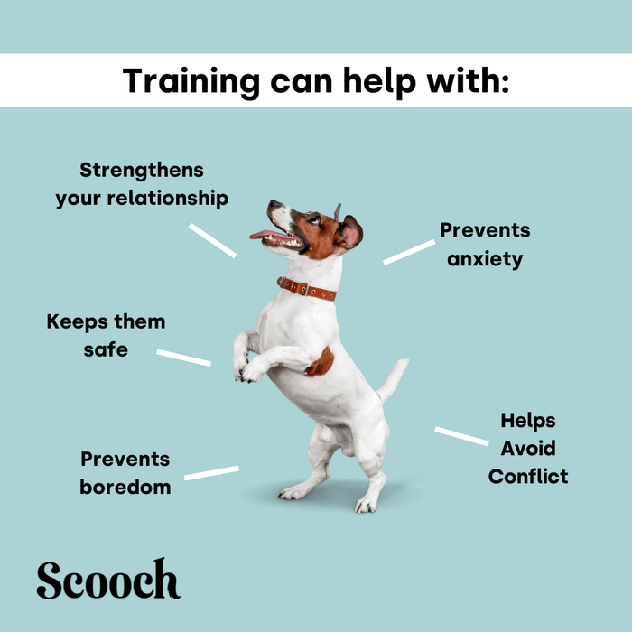 Training Treats.